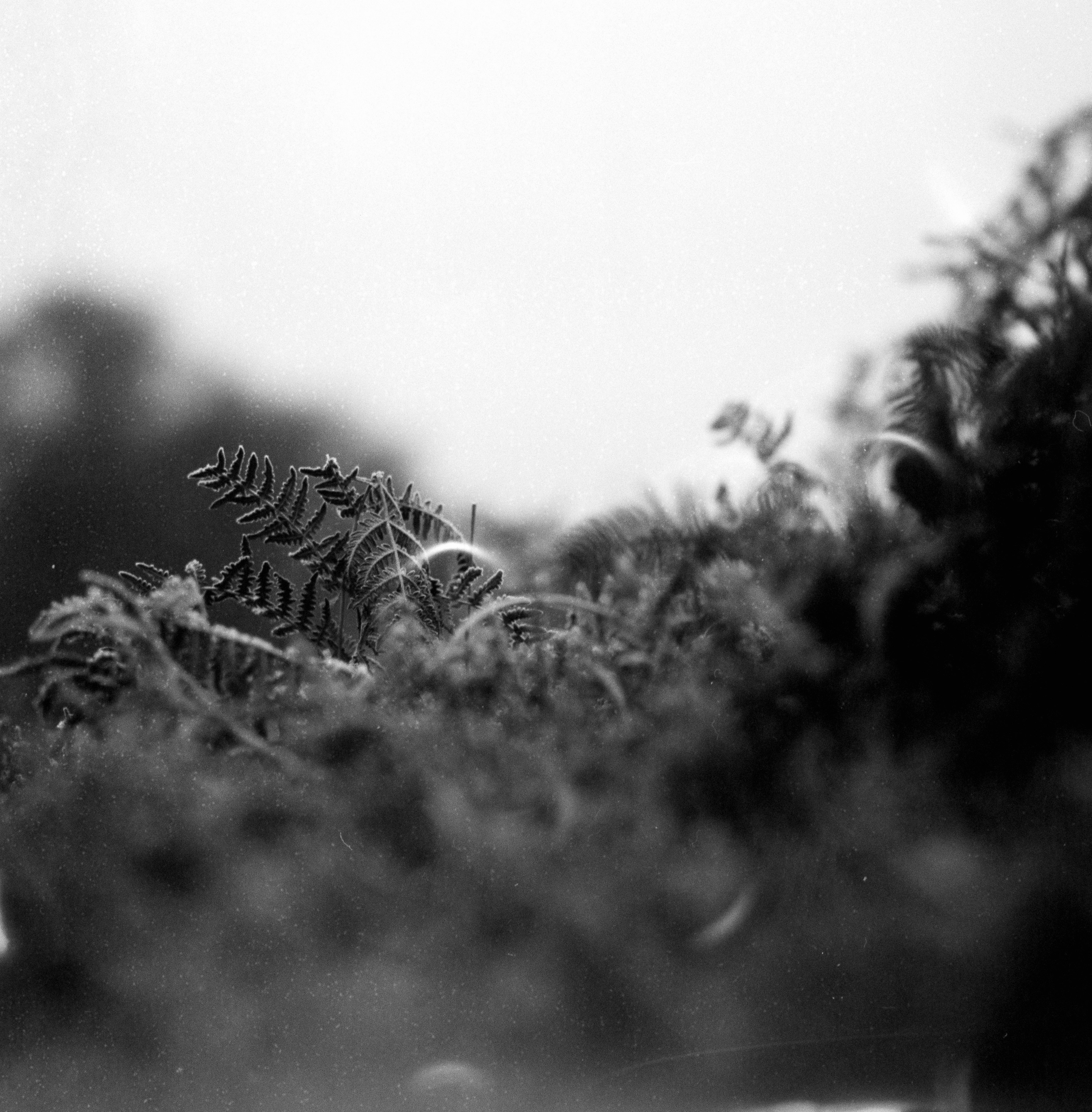 grayscale photo of grass field